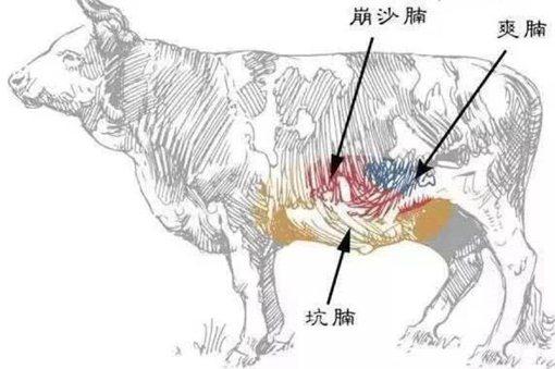 历史上中国哪里的牛肉面最好吃?为什么西北的牛肉面更出名?