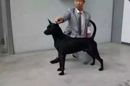 唐狗到底是什么狗?其实唐狗和中华田园犬并无关系