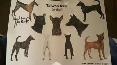 唐狗到底是什么狗?其实唐狗和中华田园犬并无关系