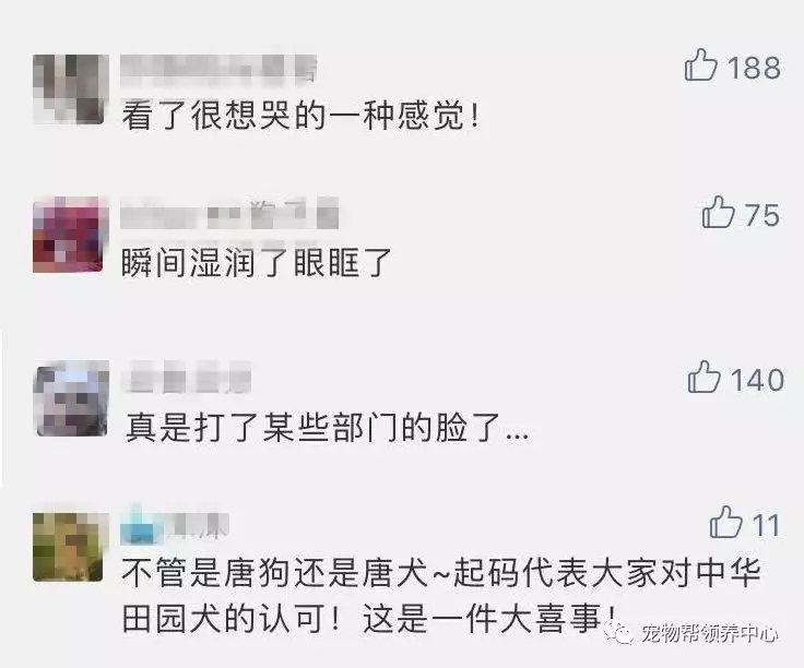 唐狗到底是什么狗?其实唐狗和中华田园犬并无关系