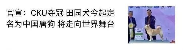 唐狗到底是什么狗?其实唐狗和中华田园犬并无关系